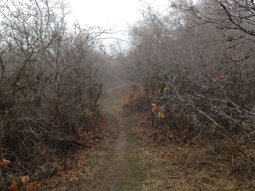 East Mountain Wilderness