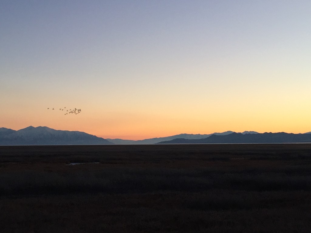 A flock of Canadian Geese fly overhead