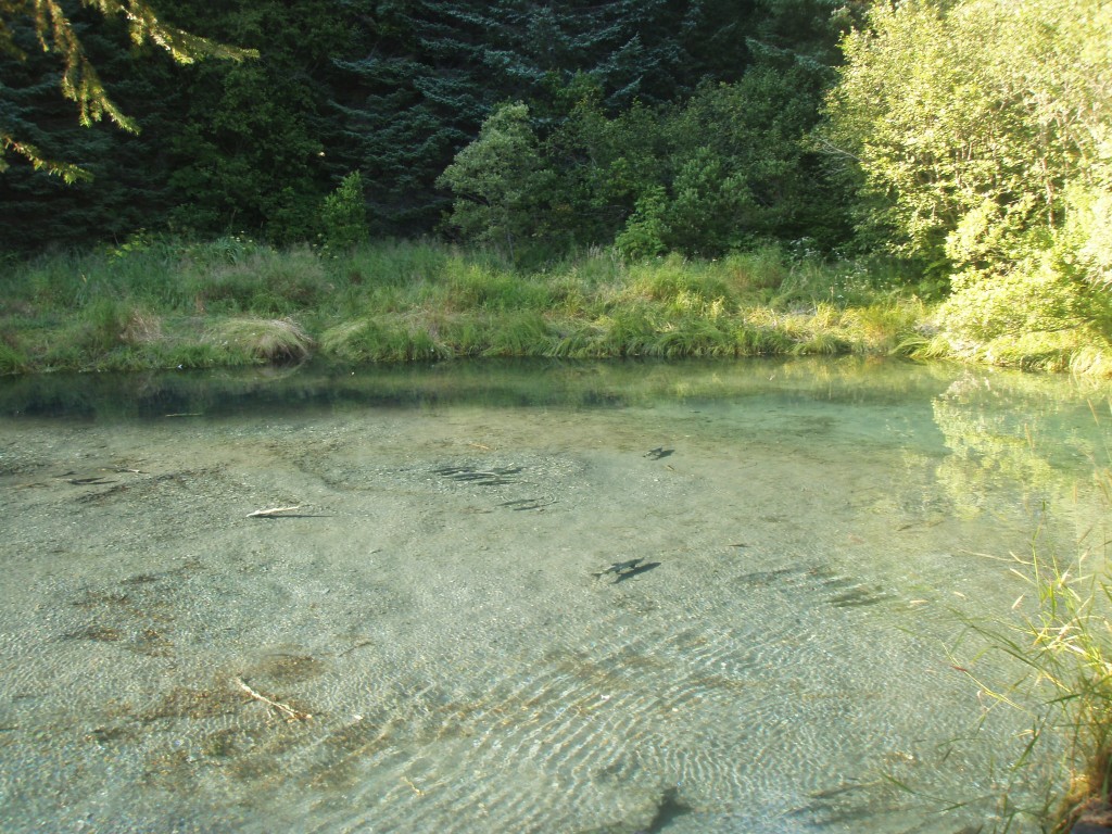 Tonsina Creek Seward Alaska