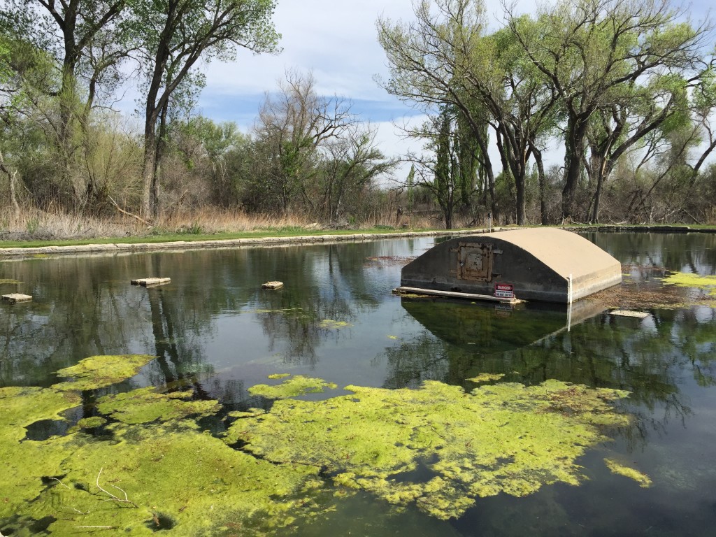 Rattlesnake Springs