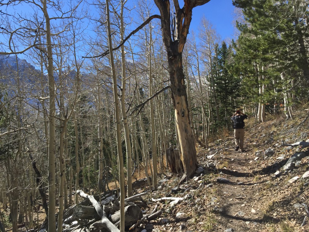 Wheeler Peak