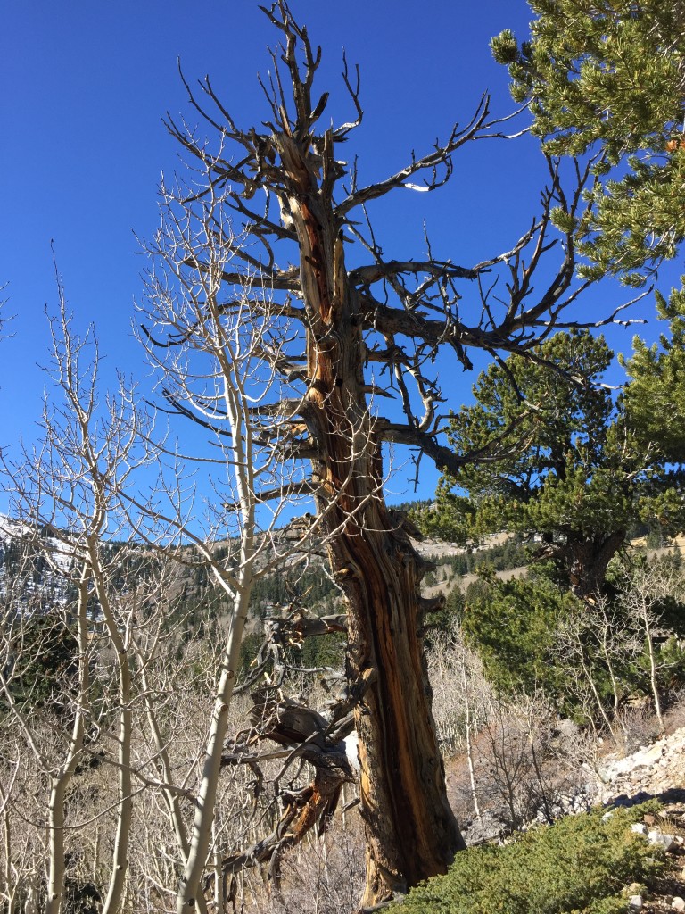 Bristlecone Tree