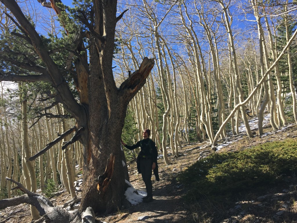 Wheeler Peak