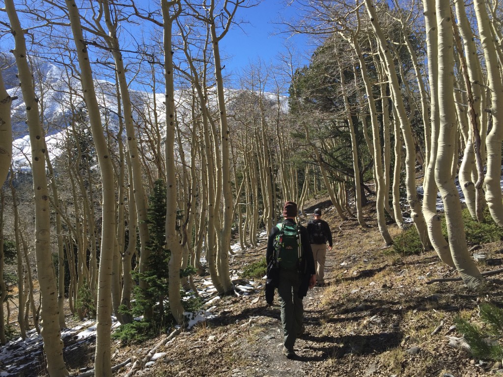 We crossed paths with many aspen trees