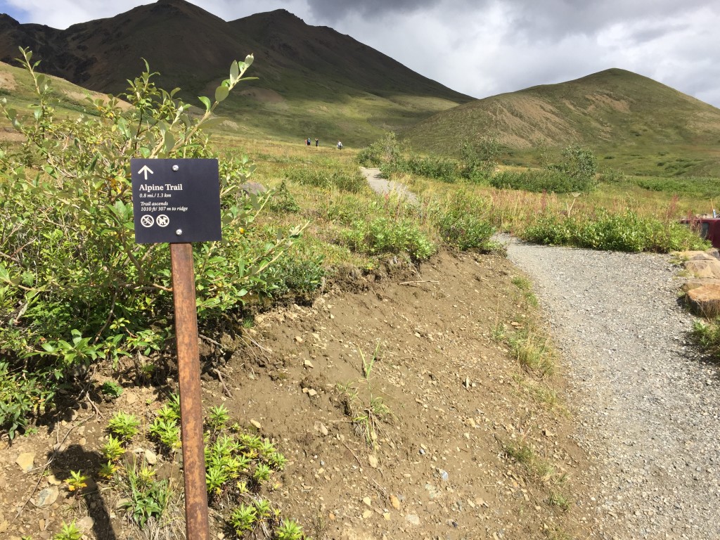 Alpine Trail Denali National Park