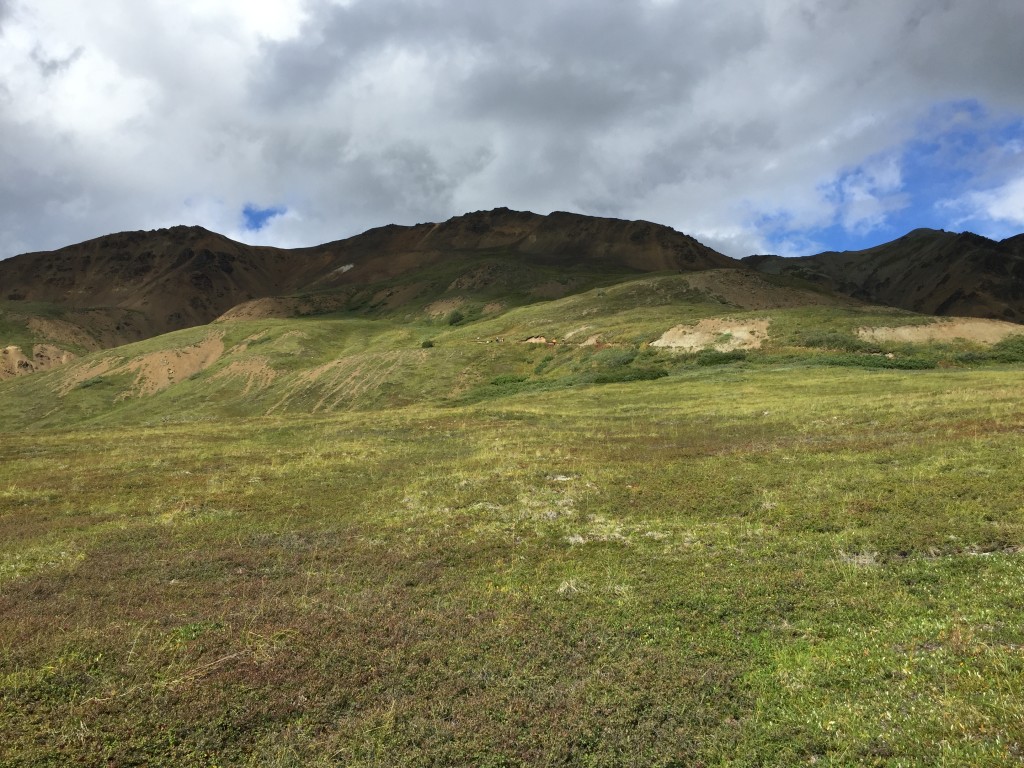 Alpine Trail Denali National Park