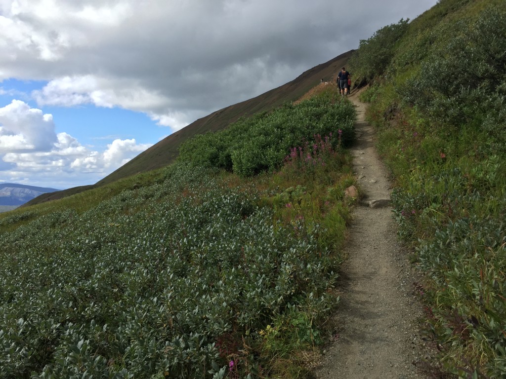 Alpine Trail Denali National Park