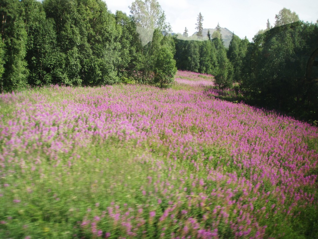 Alaska Railroad Adventure