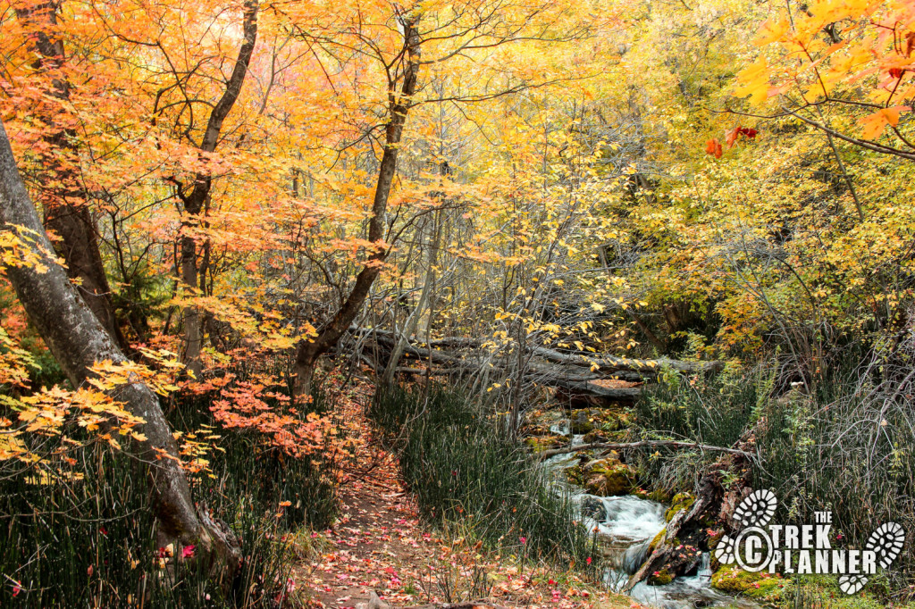 Maple Grove Campground