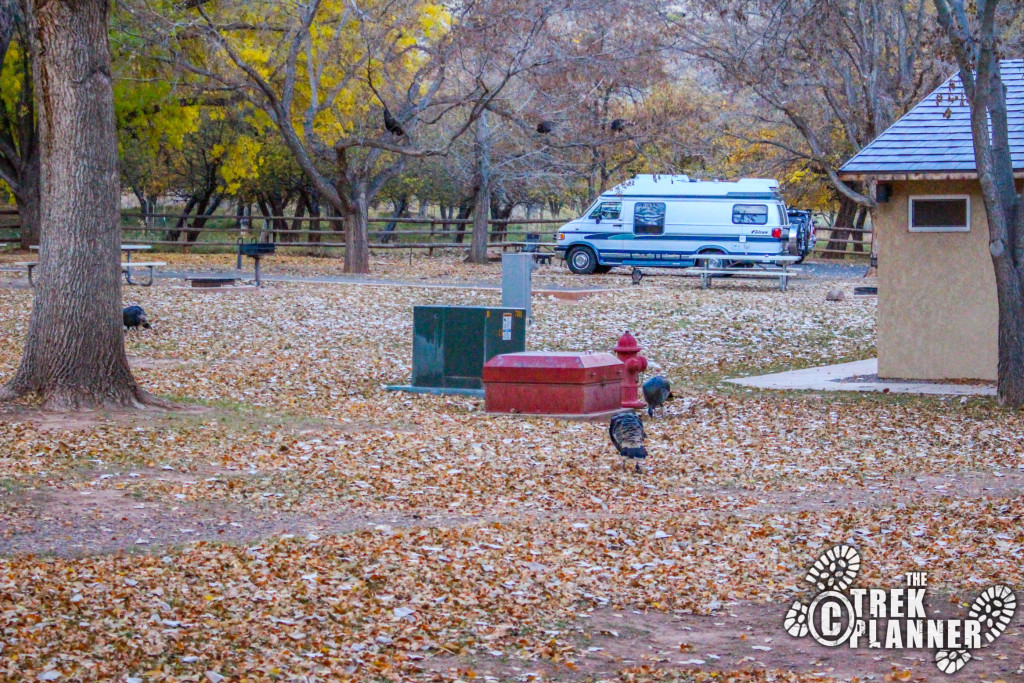 Fruita Campground