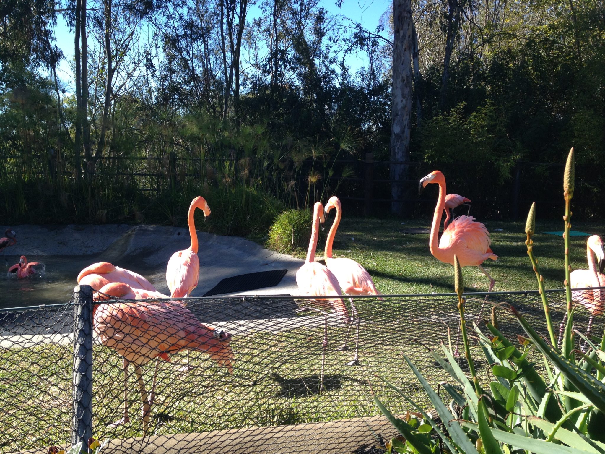 Flamingos hanging out