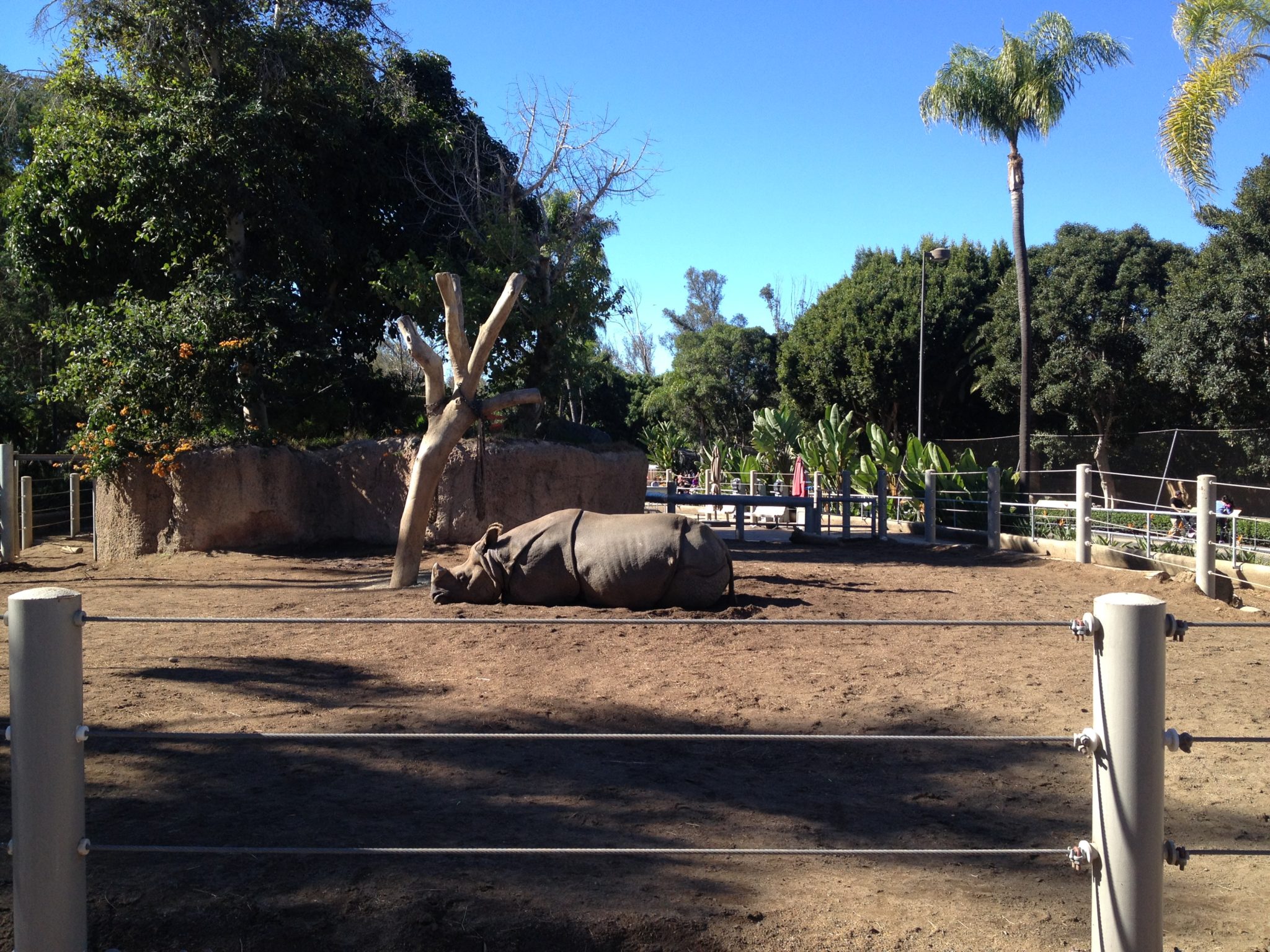 Rhinoceros laying down in the sun