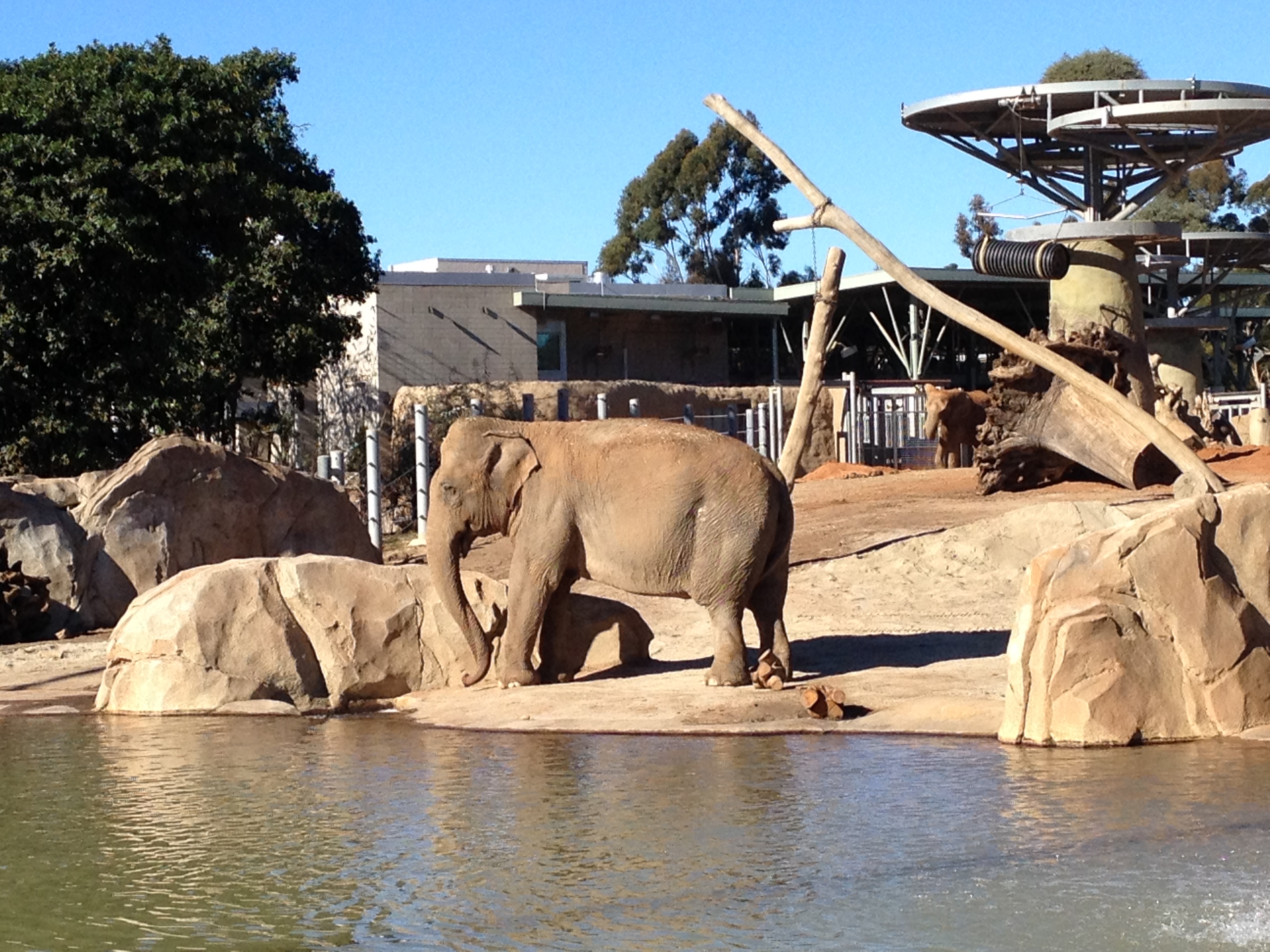 Elephants 