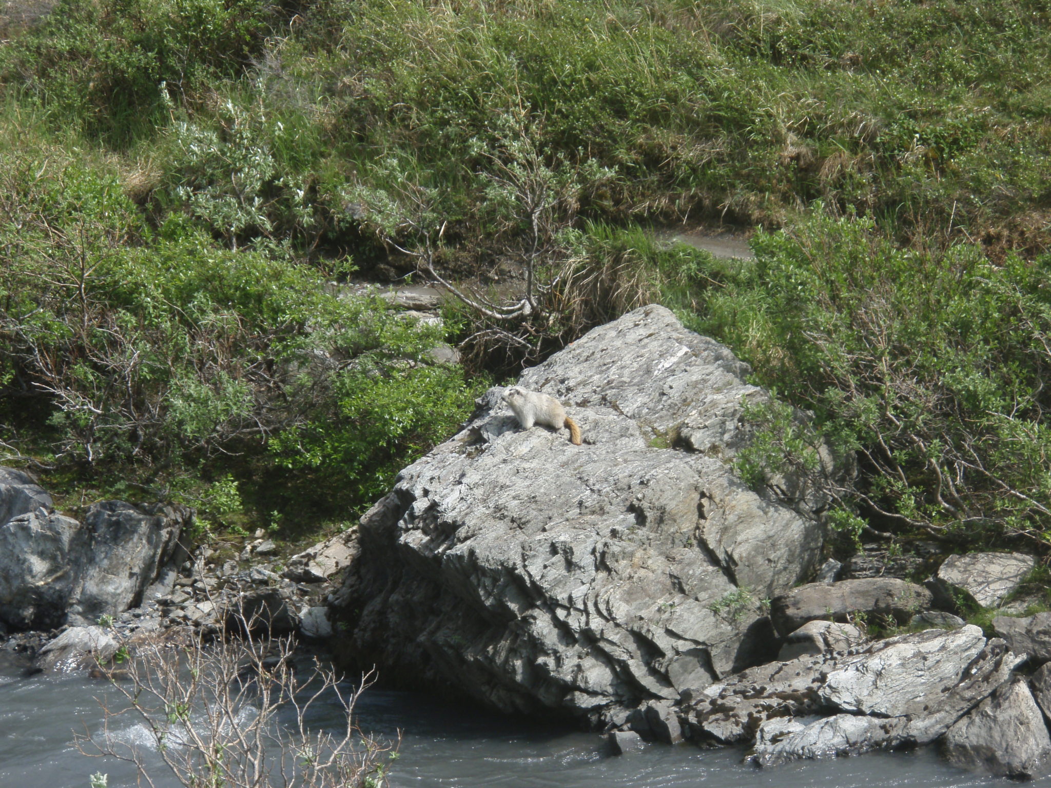 Savage River Trail - marmot