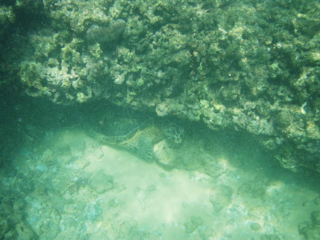 Sea Turtle hiding underneath a rock ledge