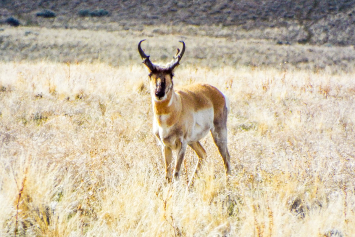 Antelope Island State Park – The Trek Planner