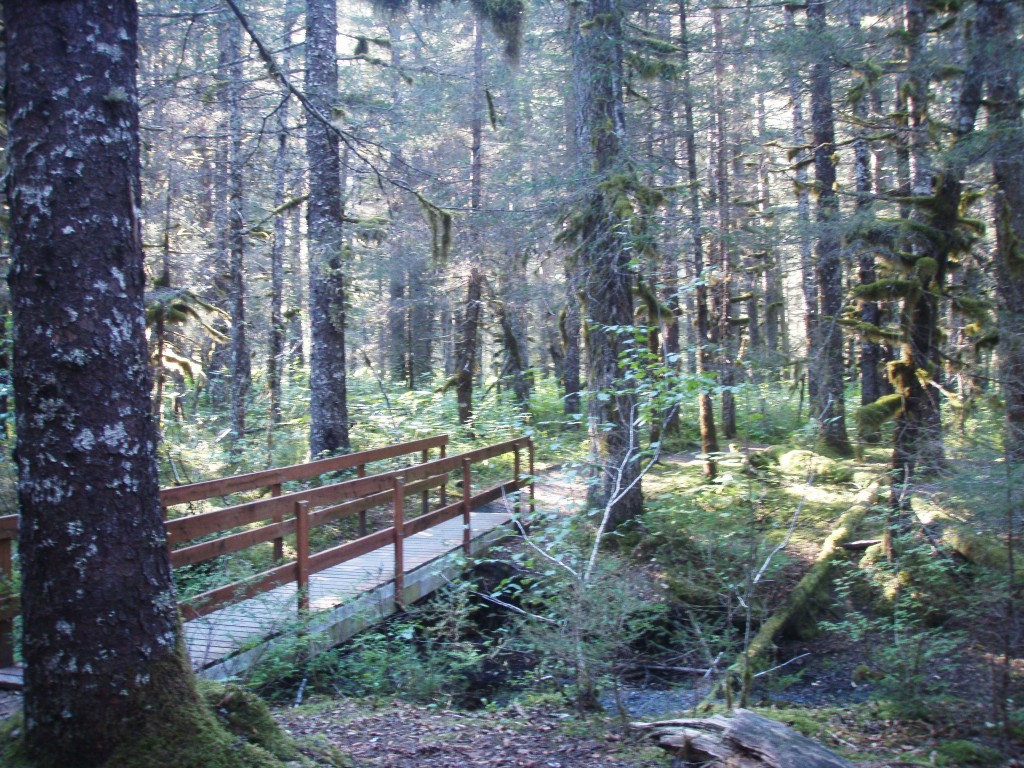 Another bridge inside the spruce forest