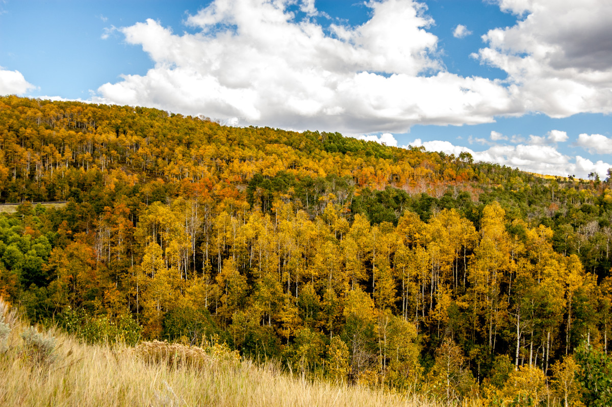 Monte Cristo Scenic Drive Northern Utah The Trek Planner