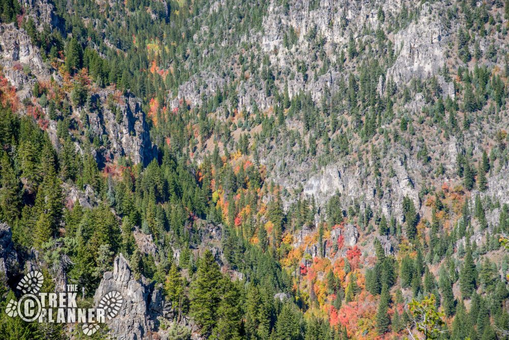 Jardine Juniper Tree – Logan Canyon, Utah | The Trek Planner