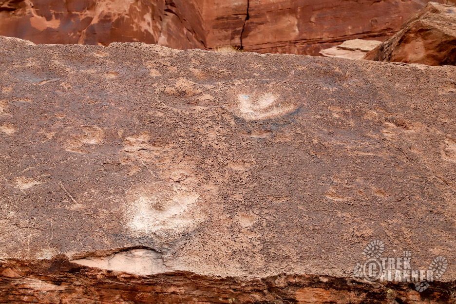 Poison Spider Dinosaur Tracks and Petroglyphs – Moab Utah